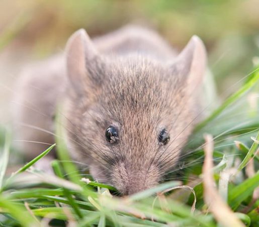 Nærbillede af en mus i græsset