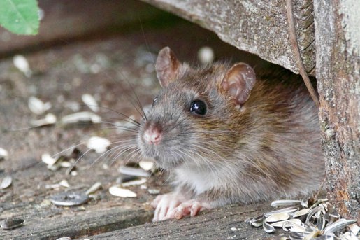 En rotte kigger ud fra under et plankeværk