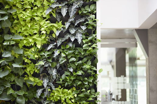 Kontor og vægbeklædning med grønne planter