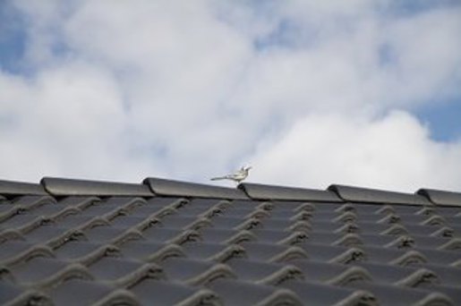 En fugl på taget